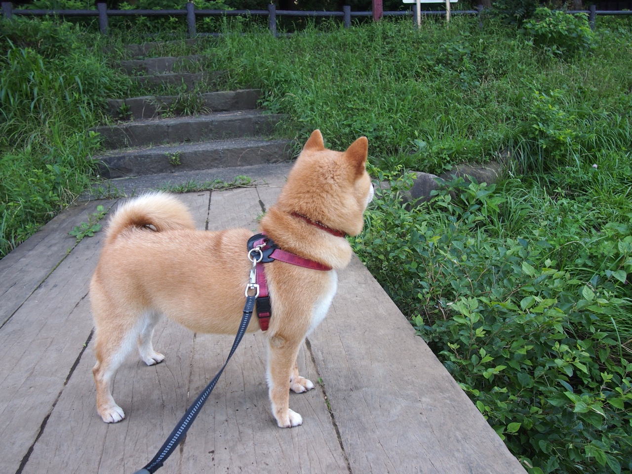 乐鱼电竞在线平台登录入口-中国青少年篮球联赛线上报名火爆，报名人数创新高，全国青少年篮球联赛怎么报名