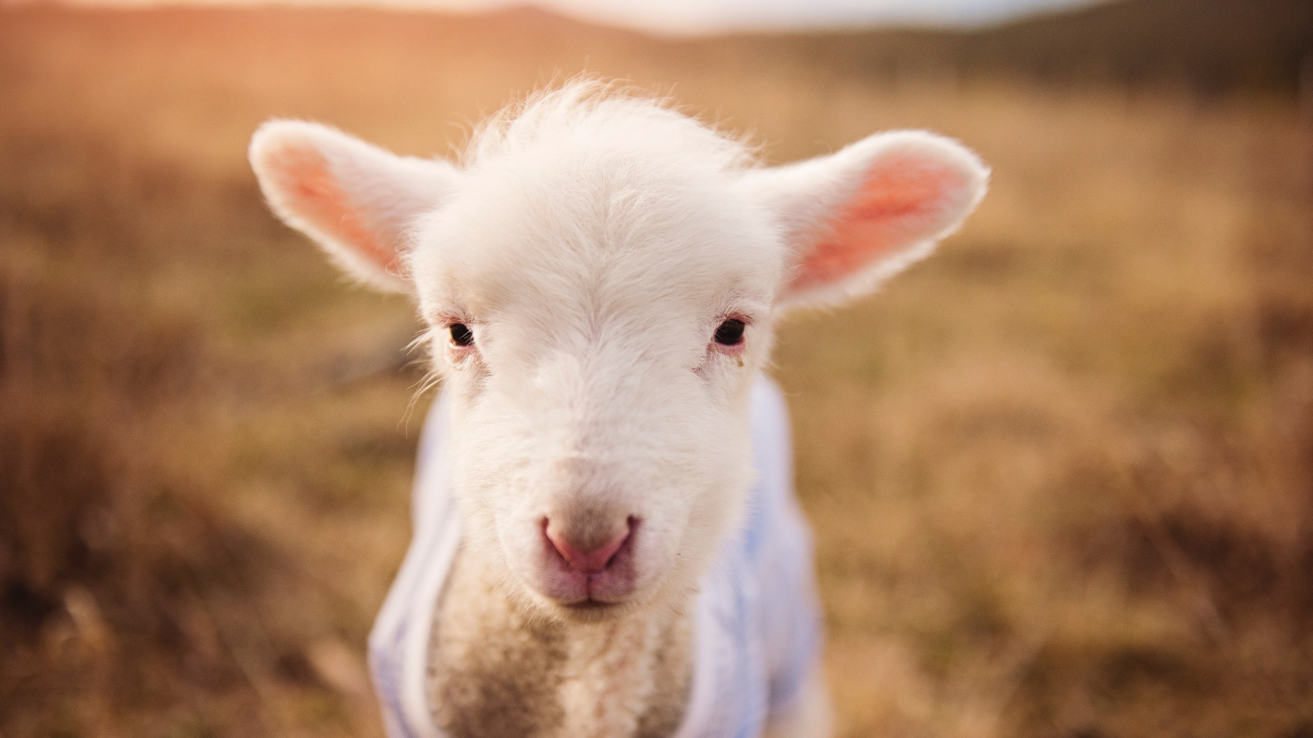 德甲激战，教练强调团队合作，德甲激战,教练强调团队合作怎么办