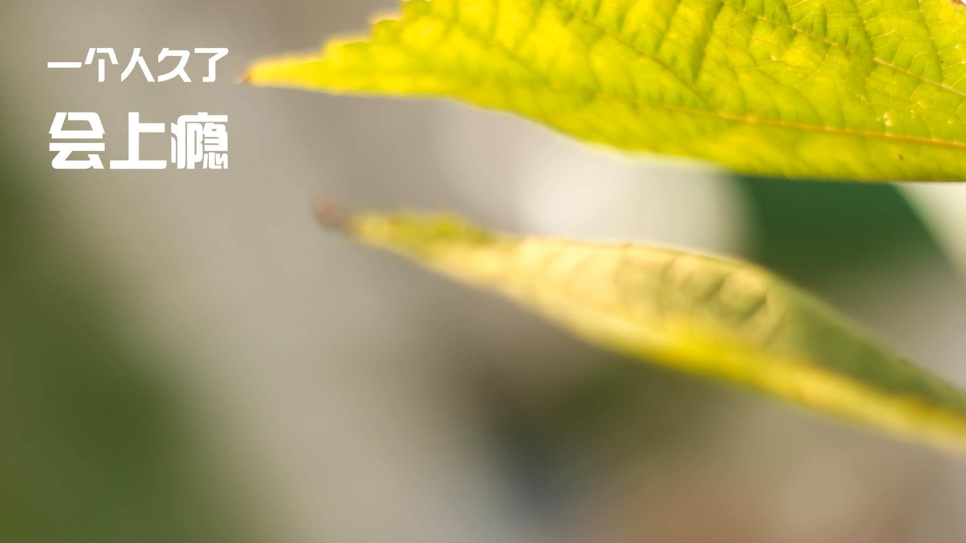 特色地区篮球文化节,彰显地方体育特色,篮球特色展示