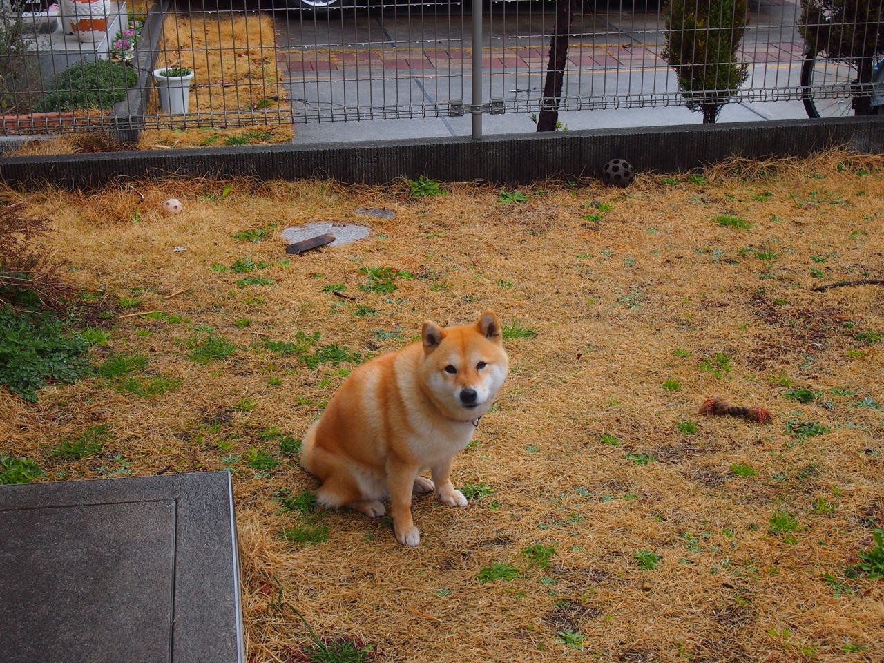 西格尔德松在巴黎奥运会手球比赛中展现出出色的临场指挥能力,西格德 奥尔森