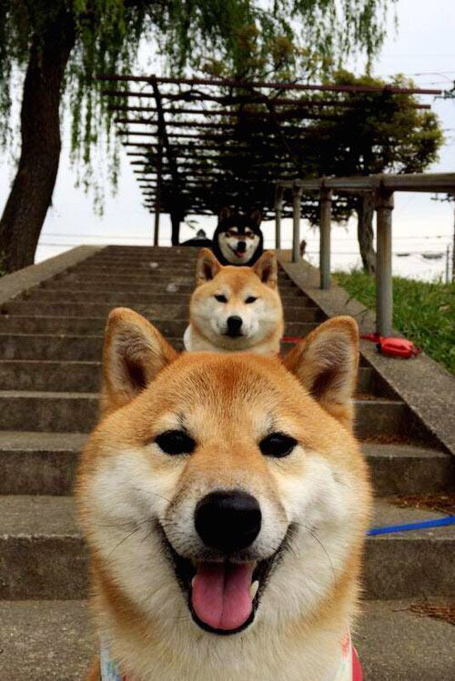 乐鱼vip-足球教练专项课程纳入研究生培养计划，足球教练怎么进学校编制