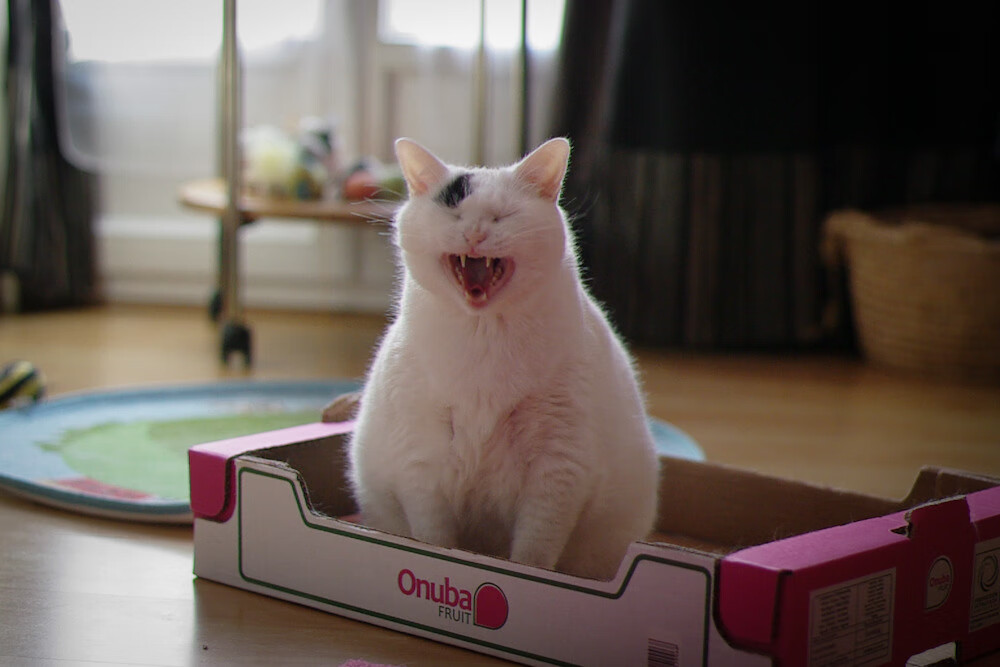 乐鱼体育APP官方下载-阿根廷反曲弓选手达米安·哈哈拉比亚夺得美洲资格赛铜牌