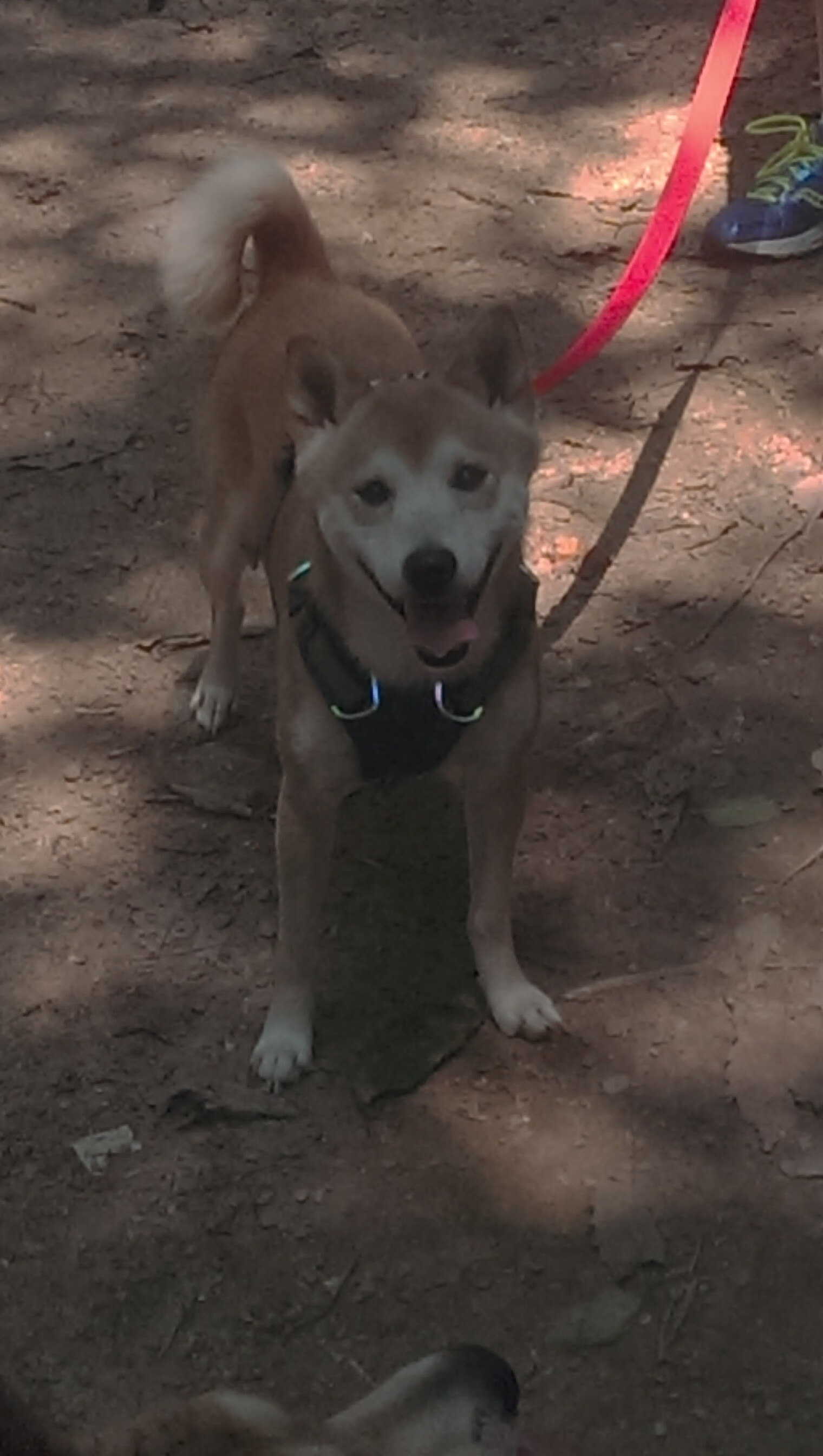 中超联赛的俱乐部品牌推广策略实施方案实施,中超俱乐部经营情况