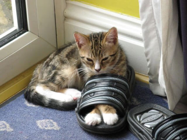 克劳利镇压迫线前移,红魔期待主场连捷,克劳利什么意思