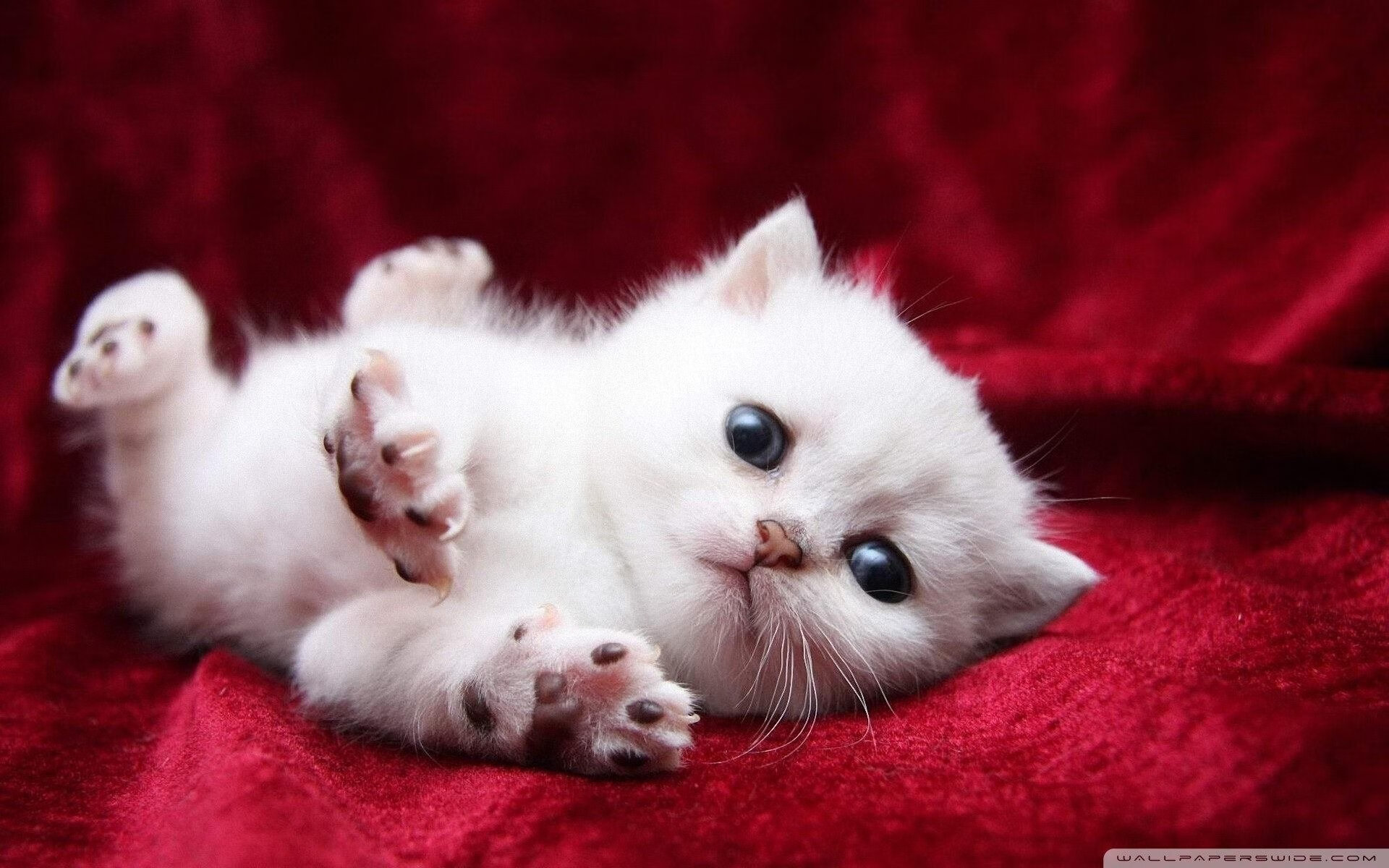 乐鱼电竞在线平台登录入口-塞维利亚主场力克强敌，晋级欧联杯八强，为什么塞维利亚欧联杯这么厉害 新闻