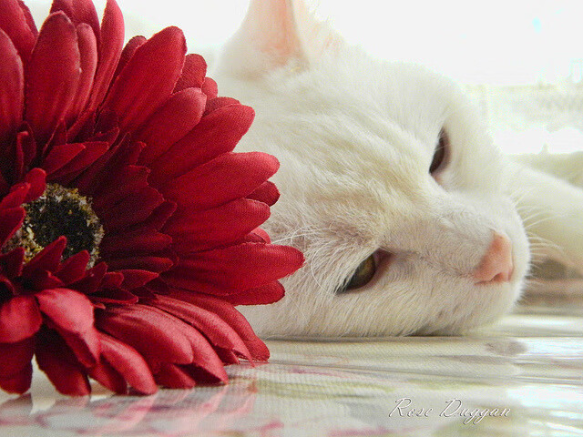 巴黎圣日耳曼新援表现抢眼,球队整体实力得到提升,巴黎圣日耳曼新援亮相