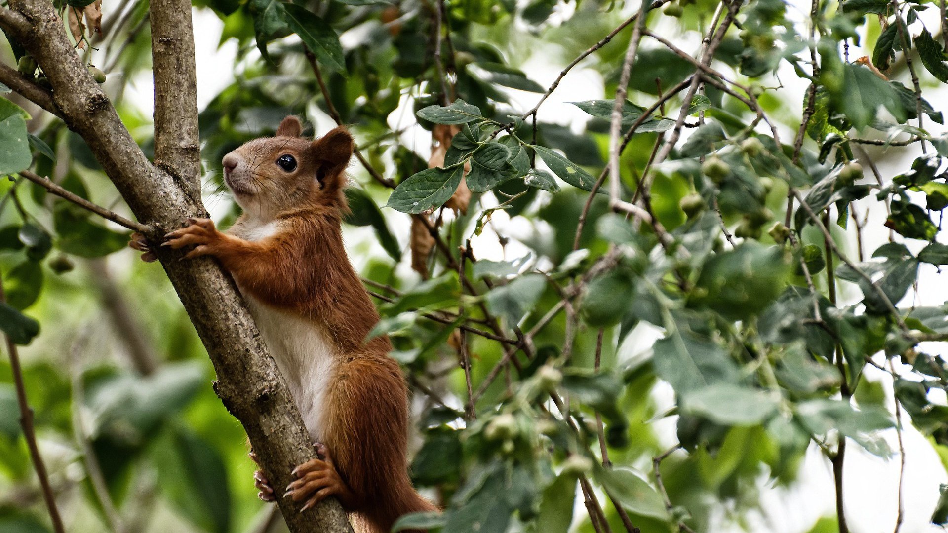 意大利国内足球联赛补充规则引发争议,意大利国家足球队完整比赛视频