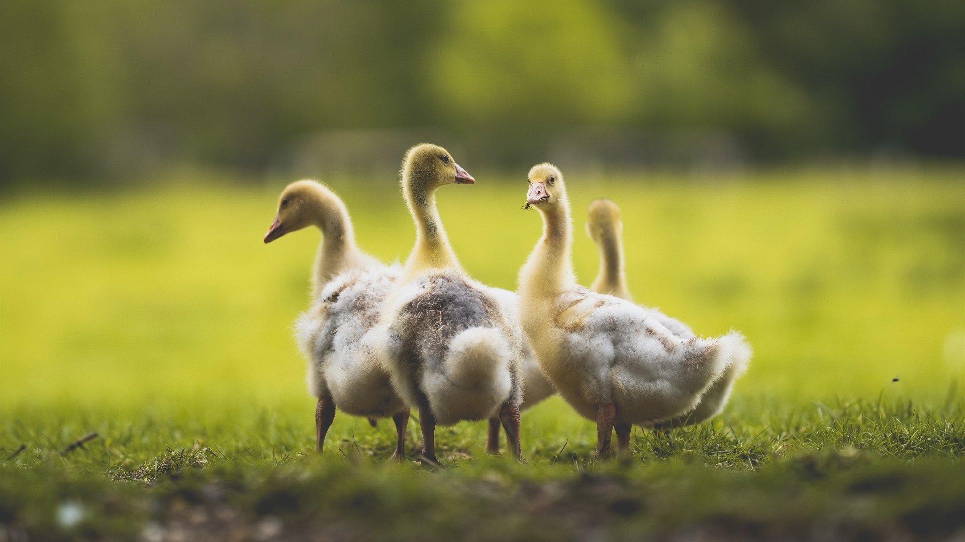 格拉纳达在客场比赛中实现胜利,士气高涨,格拉纳达换帅