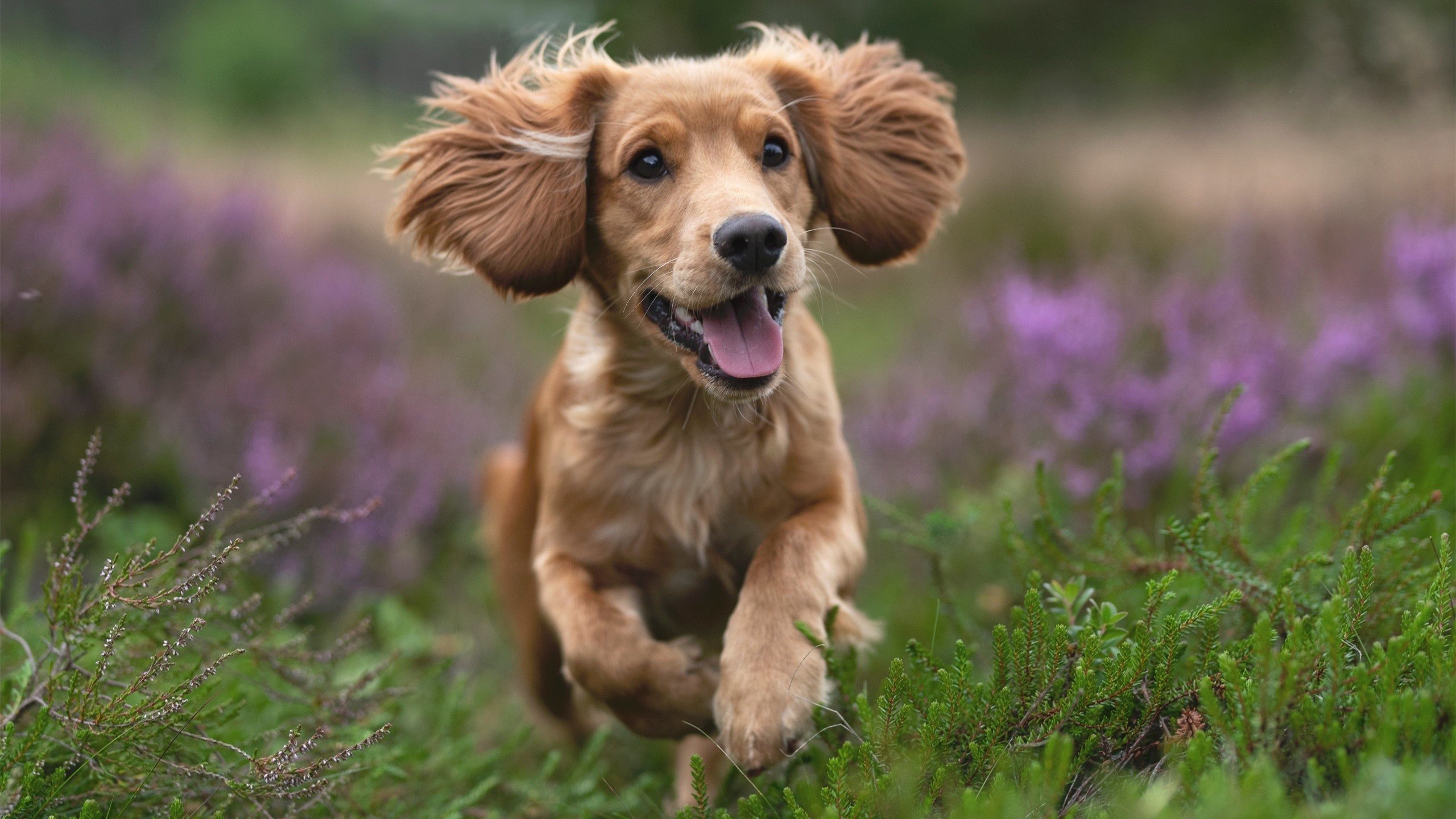 江苏龙球队化学反应明显提升,江苏龙篮球队