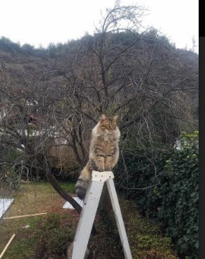 评论员指出中超联赛存在的问题，评论员指出中超联赛存在的问题有哪些