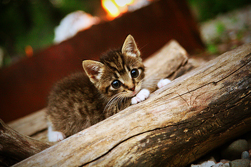 世界青年自行车环法挑战赛火爆全场，环法自行车赛是世界最著名的