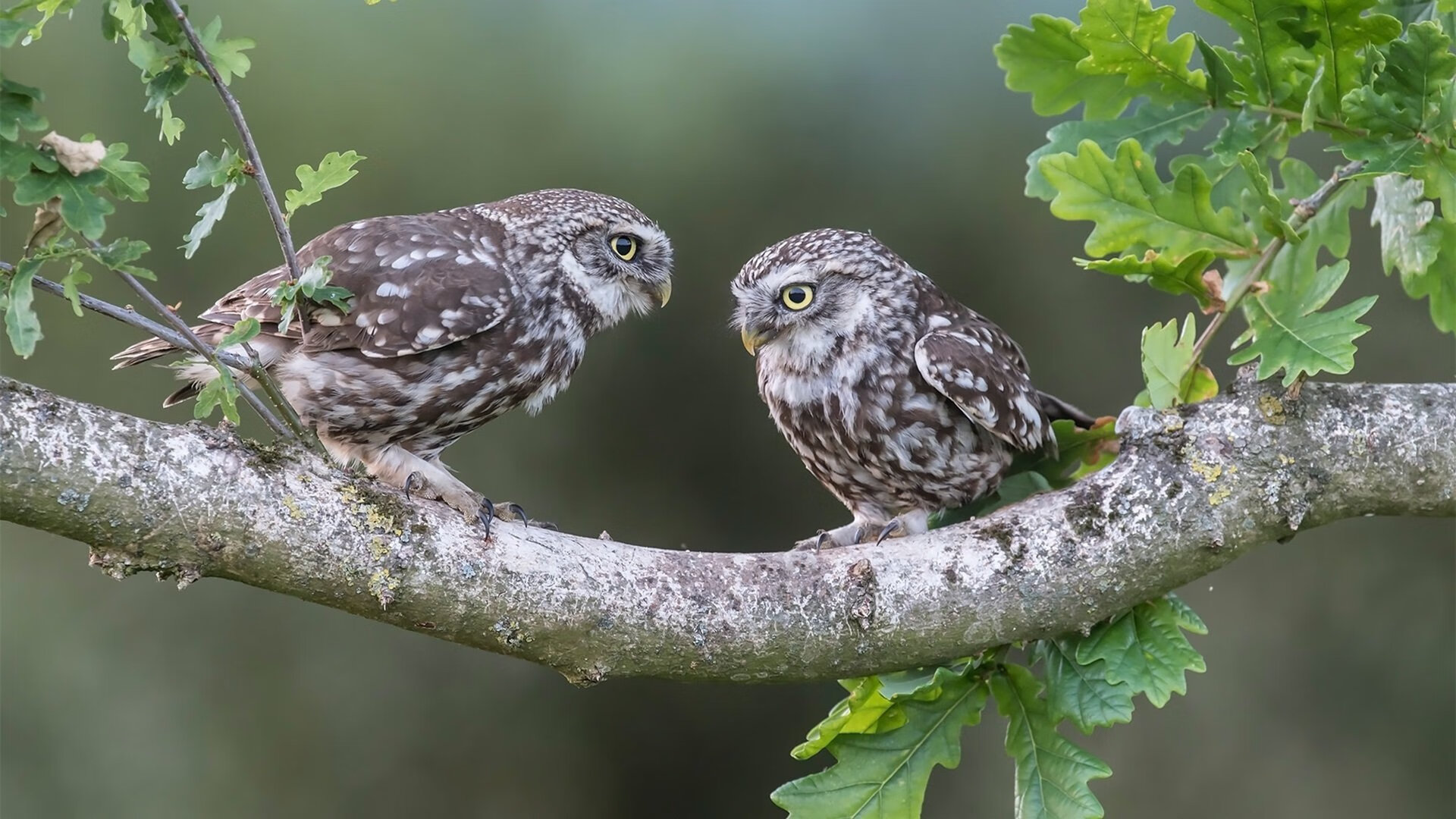 政策引导：足球在国家战略中的重要地位，足球的地位和作用