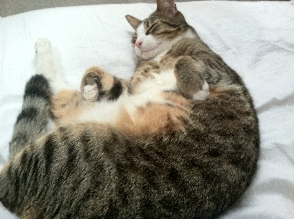 篮球专项技能动作训练标准化方法研究,篮球专项技能动作训练标准化方法研究报告