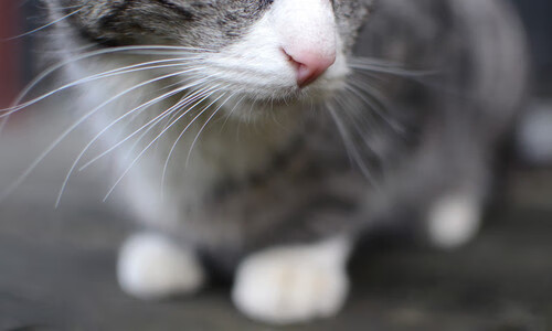 leyu乐鱼-体育新闻中心启动体育内容原创人才培养项目，体育新闻招聘