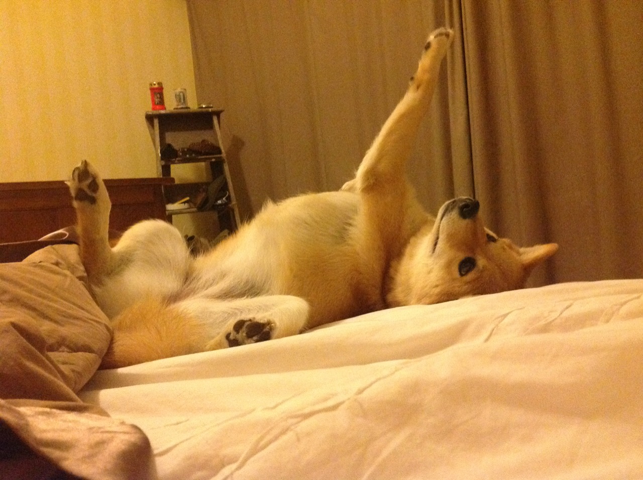 新援迅速融入，助力战绩持续攀升，新援状态