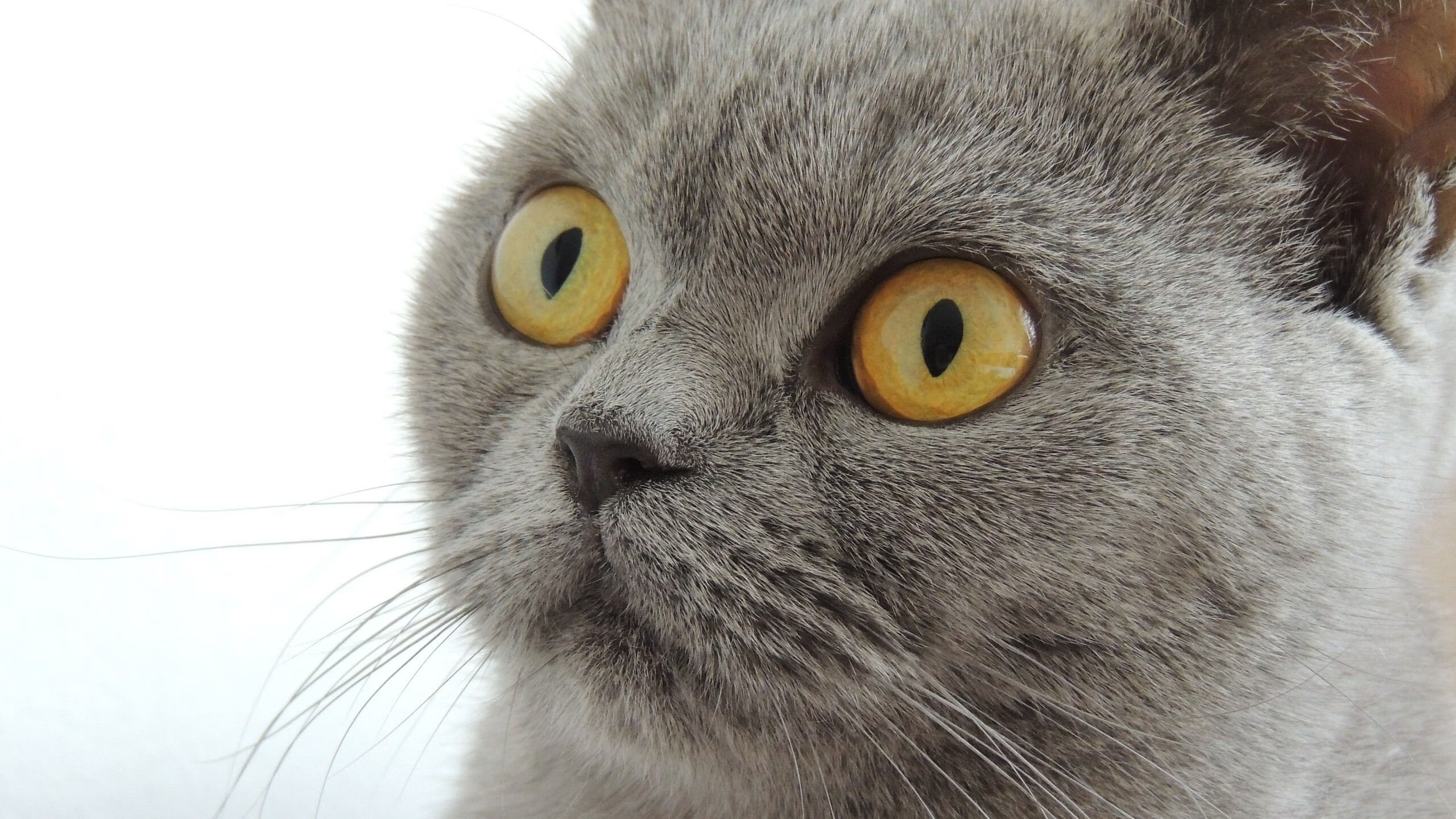 波兰队未来发展蓝图：如何借助国际赛事积累经验与自信心，波兰队战绩