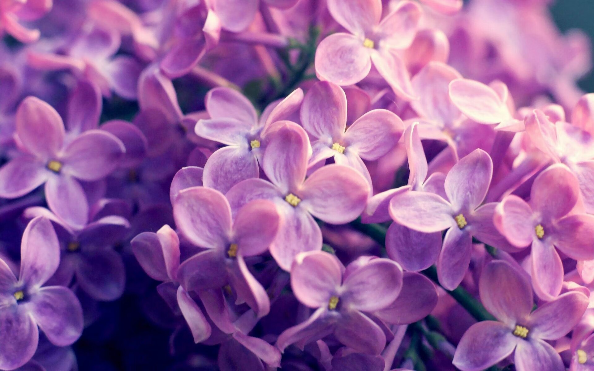 职业联赛主客场制度执行存在漏洞，主客场与赛会制