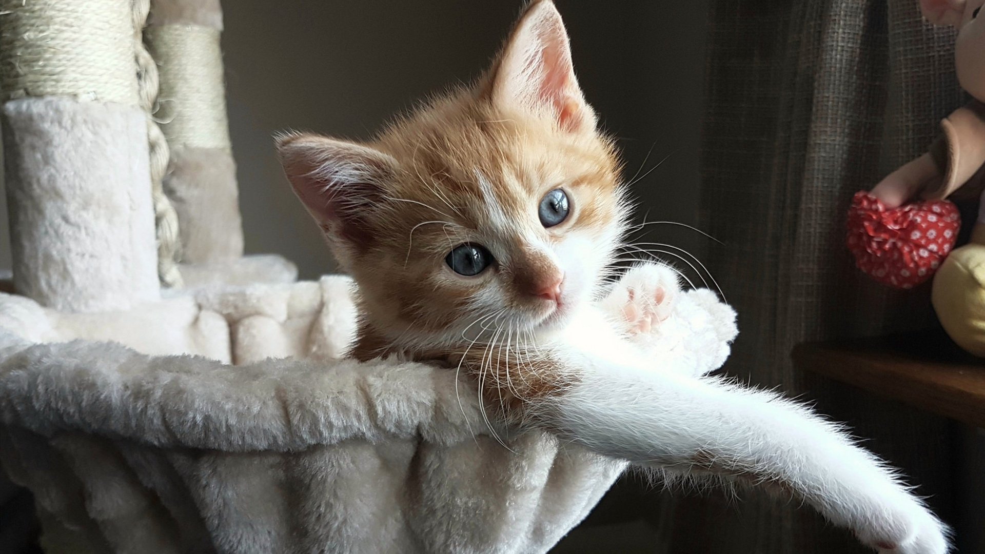 乐鱼app-水球比赛比利时女队拼搏精神可嘉，女子水球比赛结果