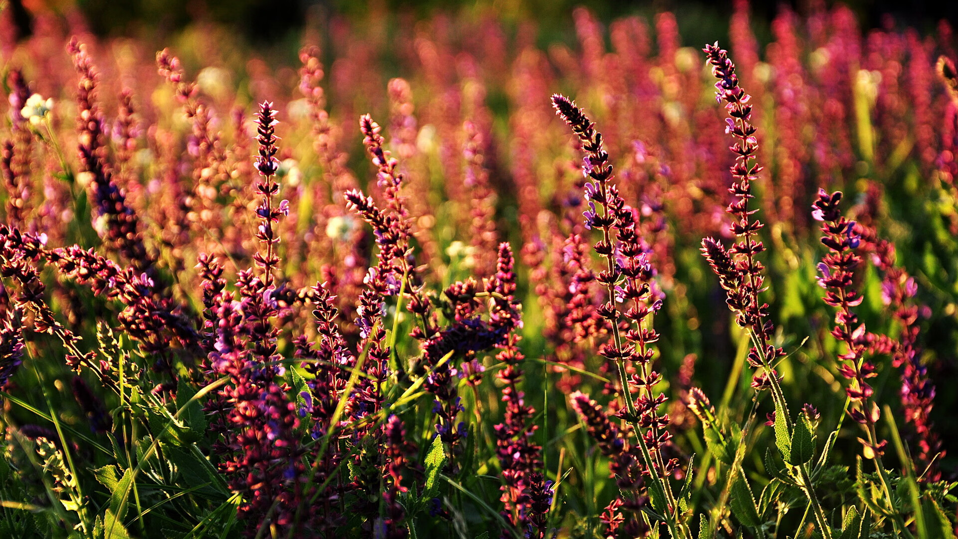 美洲杯激情燃烧:胜利的追逐不曾停歇,美洲杯视频回顾