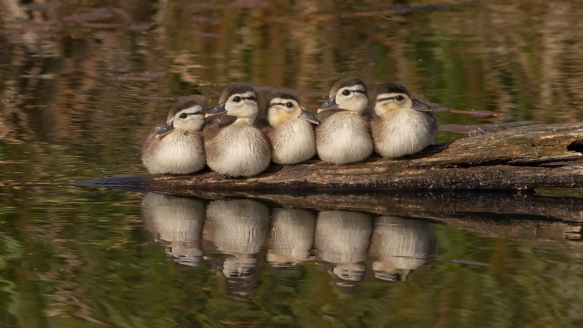 乐鱼电竞在线平台-羽毛球大师赛男单对决火药味十足，羽毛球大师赛2019直播