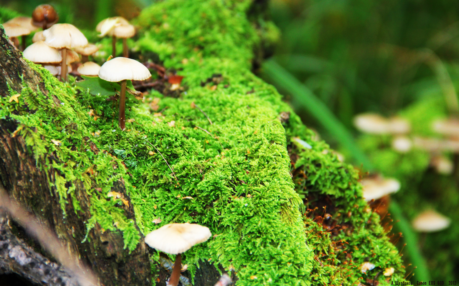 里根·史密斯持续领跑女子仰泳项目,美国游泳里根史密斯